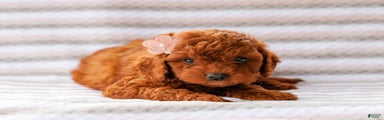 Lora Cavapoo Pup