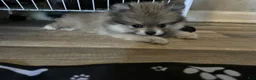 Pomeranian dogs for sale: Pomeranian 2 - Ad 1