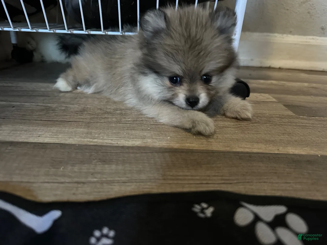 Pomeranian dogs for sale: Pomeranian 2 - Ad 1
