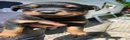 Rottweiler dogs for sale: Rottweiler Puppy 1 - Ad 2