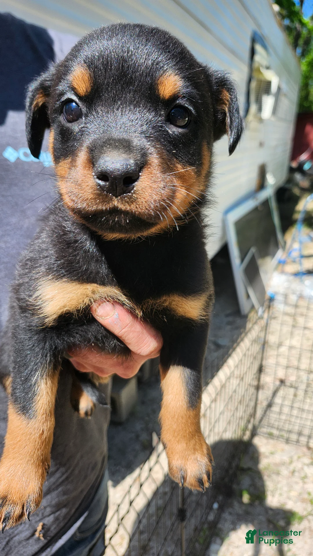 Rottweiler dogs for sale: Rottweiler Puppy 1 - Ad 2