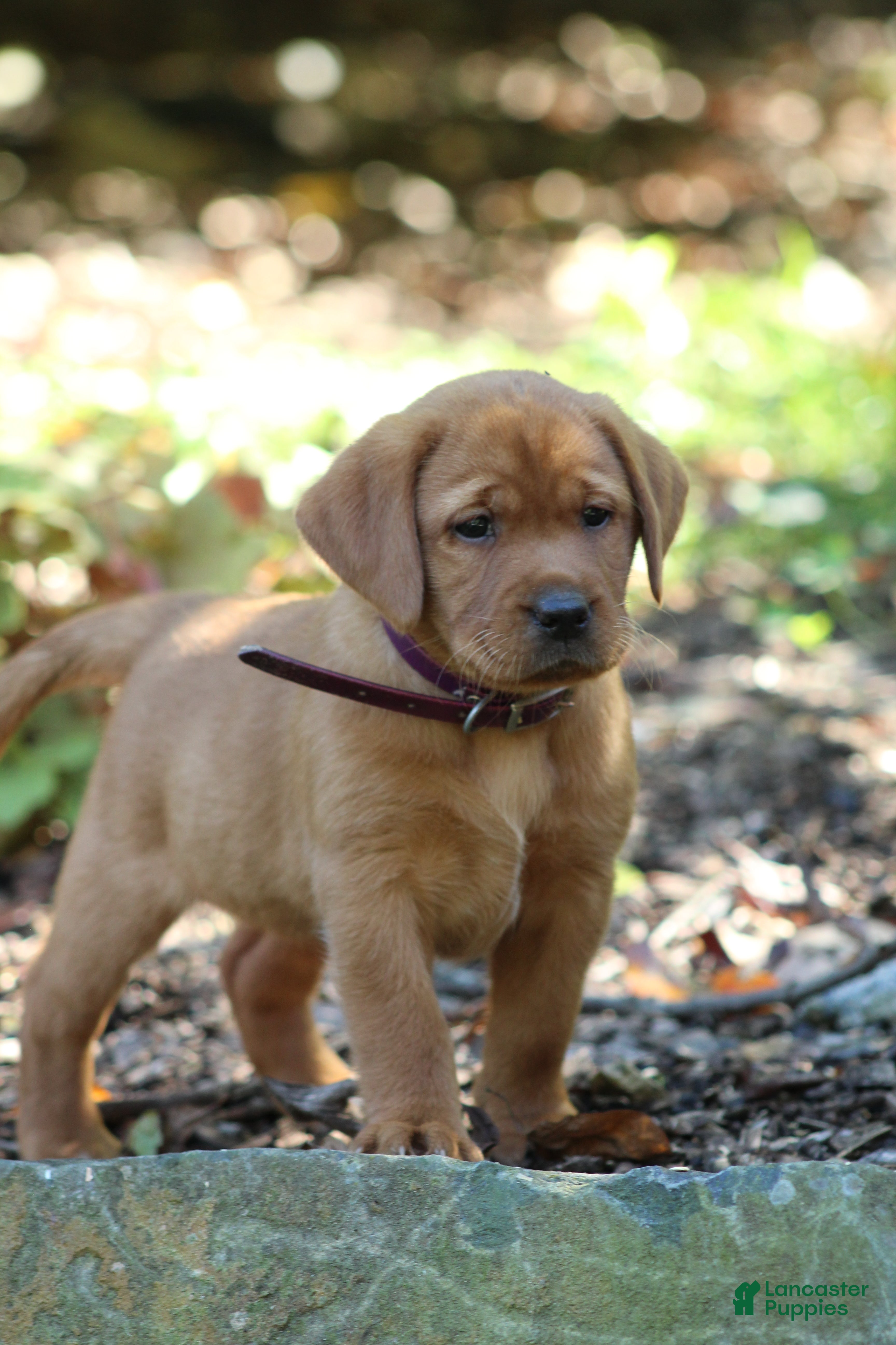 Labrador Retriever dogs Dutchess  - Ad 1