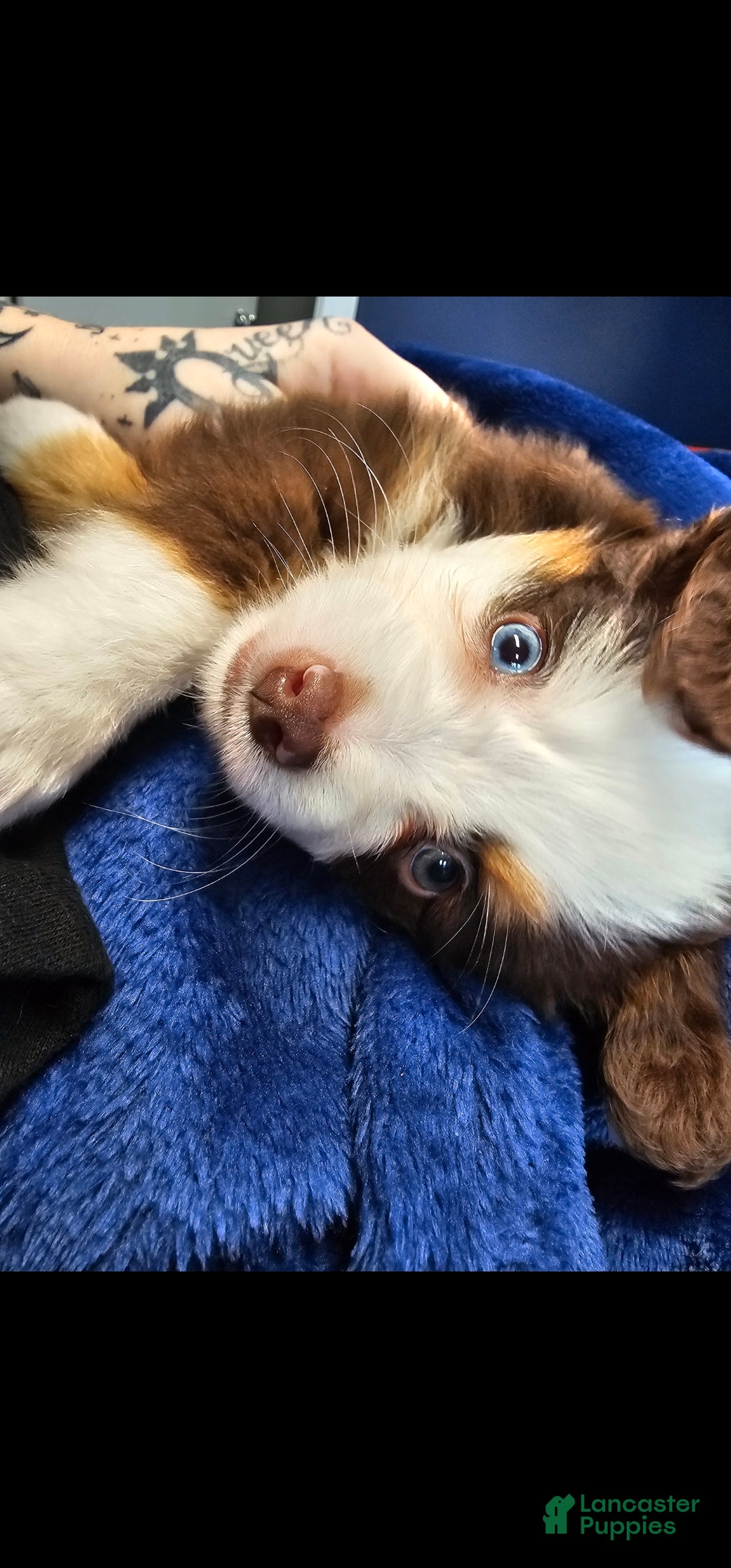 Miniature Australian Shepherd dogs Taylor - Ad 5