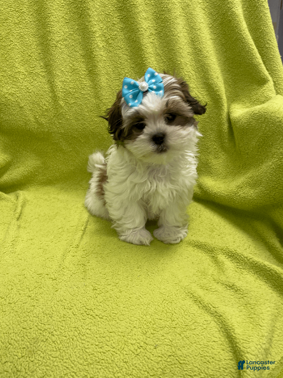 Malshi dogs for sale: Lyric - Ad 2