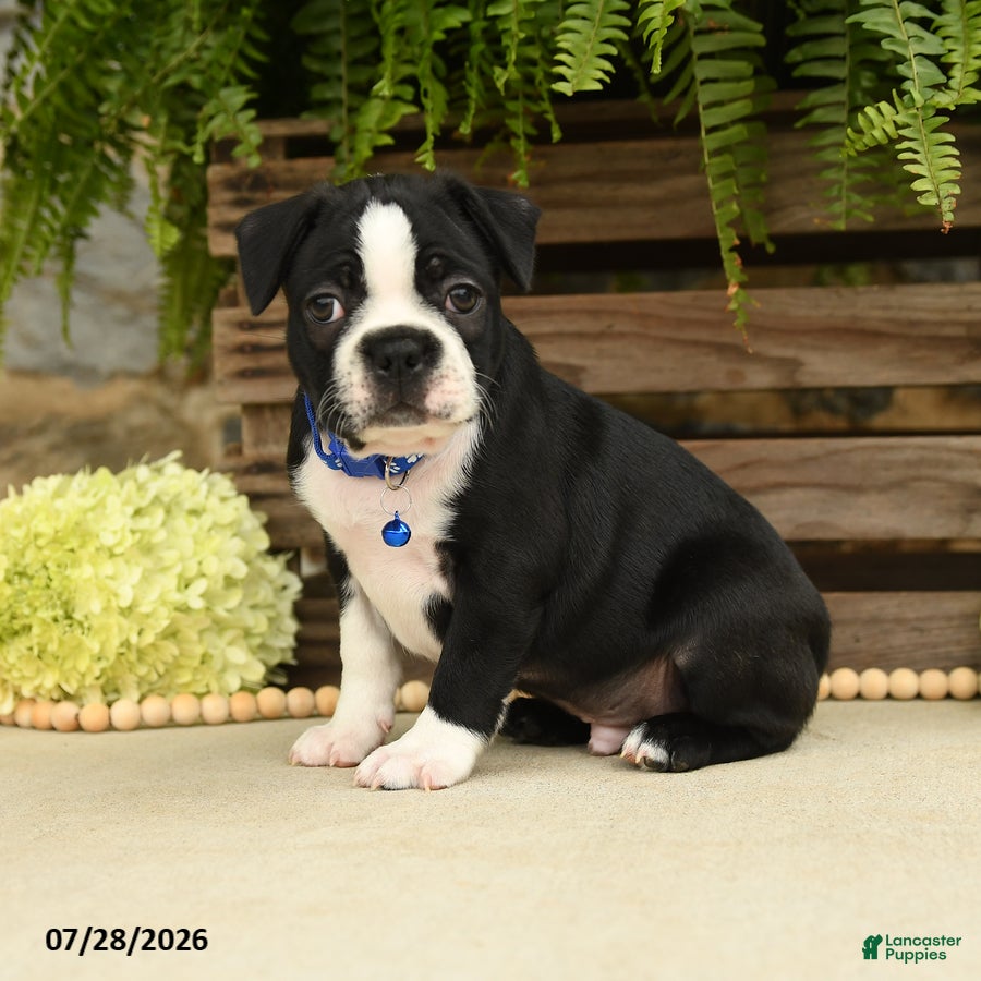 Boston Terrier dogs Tyson - Ad 1