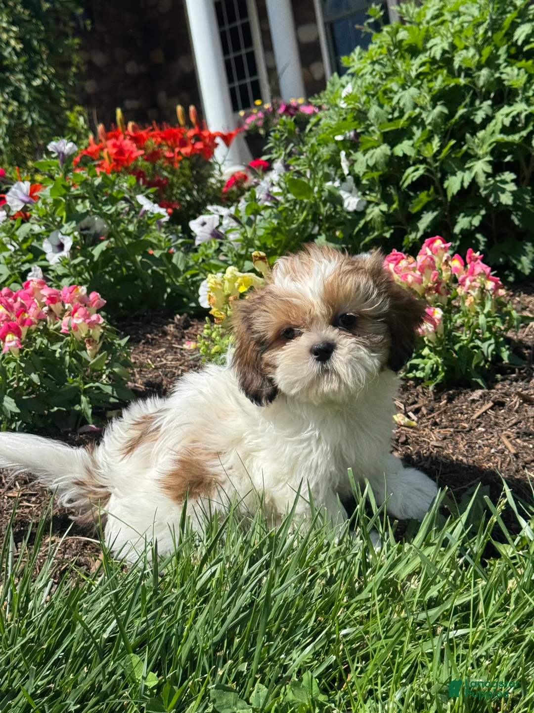Shih Tzu dogs for sale: Sophie  - Ad 1