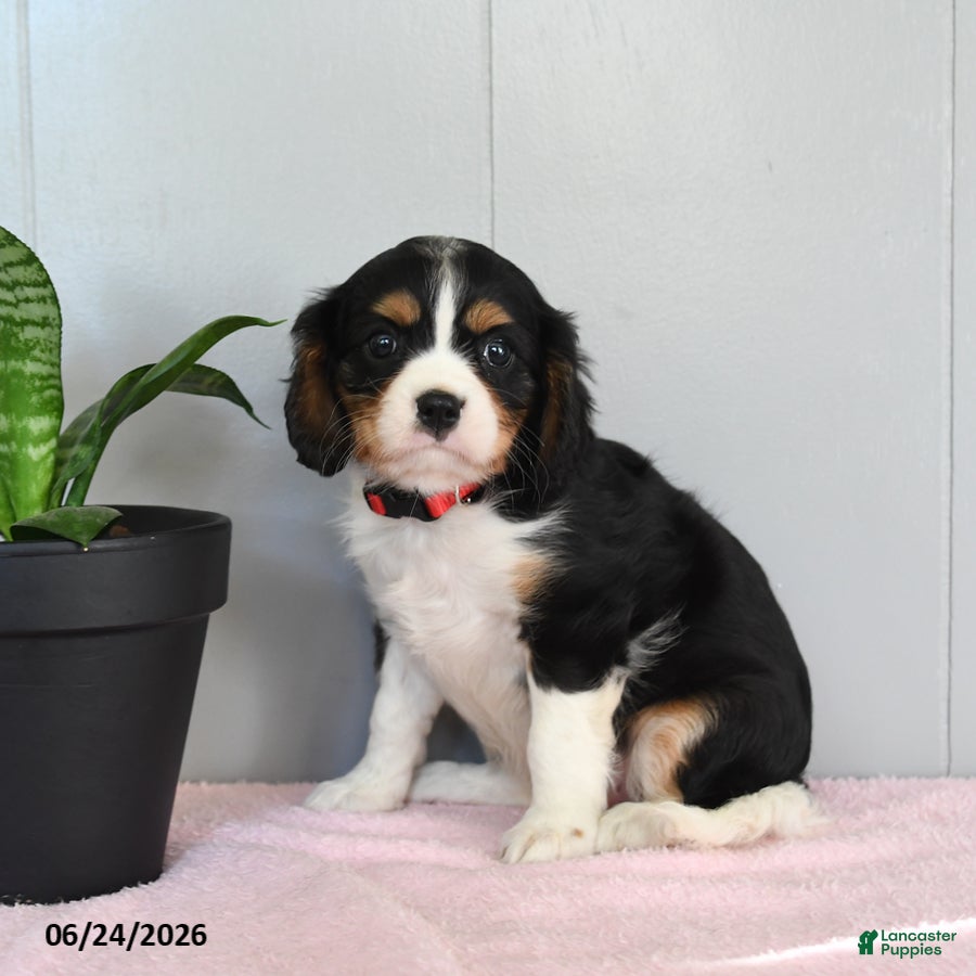 Cavalier King Charles Spaniel dogs Sunflower - Ad 2
