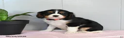 Cavalier King Charles Spaniel dogs for sale: Sunflower - Ad 2