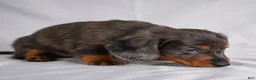 Miniature Dachshund dogs for sale: AKC Cody - Ad 7
