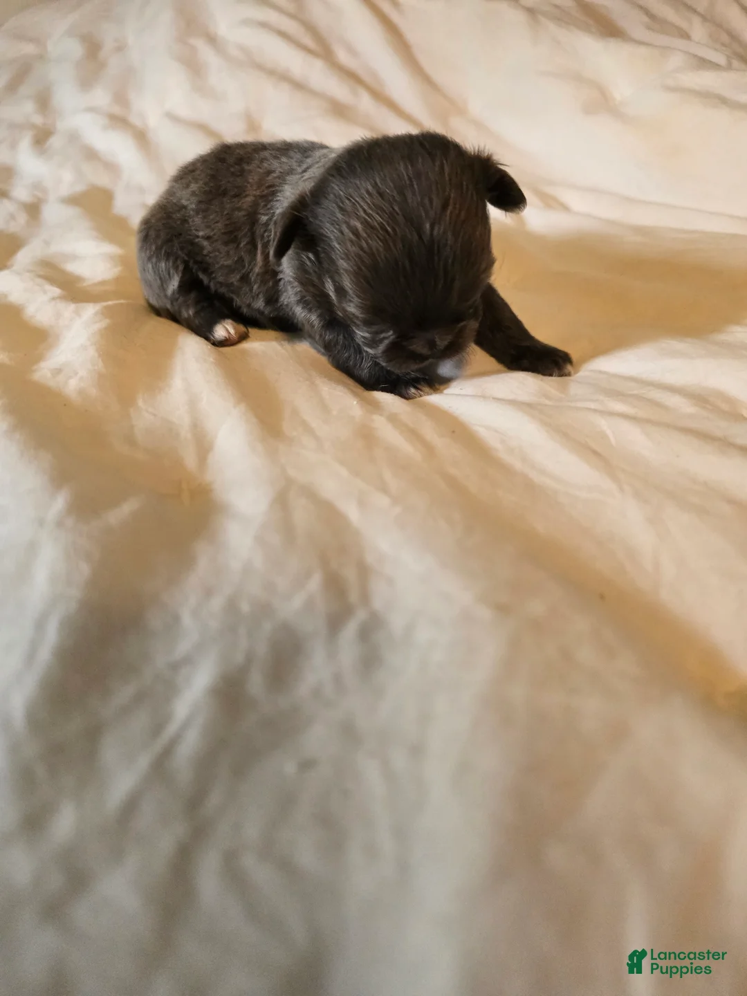 Chihuahua dogs for sale: Jillian - Ad 2