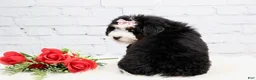 Mini Bernedoodle dogs for sale: Demi - Ad 4