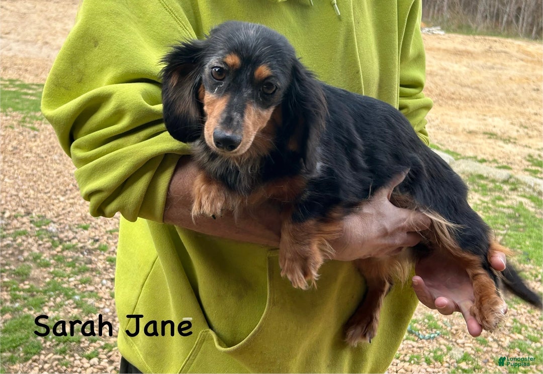 Miniature Dachshund dogs for sale: Norm - Ad 2