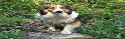 Shetland Sheepdog dogs for sale: Charlotte - Ad 6