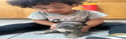 American Bully dogs for sale: American Bully 5 - Ad 3