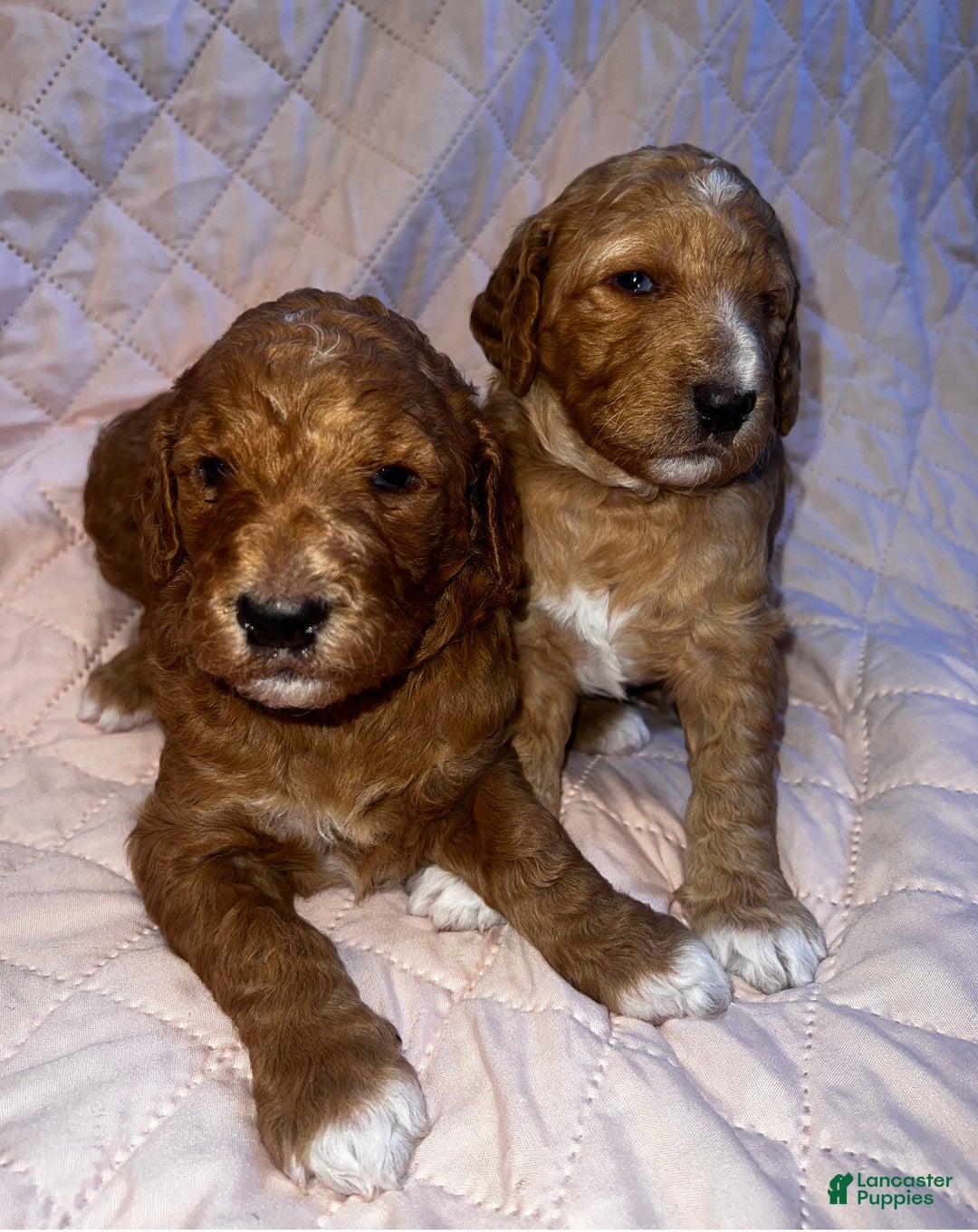 Standard Poodle dogs for sale: Standard Poodle Puppy 1 - Ad 7