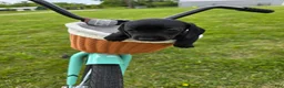 Miniature Dachshund dogs for sale: Miniature Dachshund Puppy 1 - Ad 3
