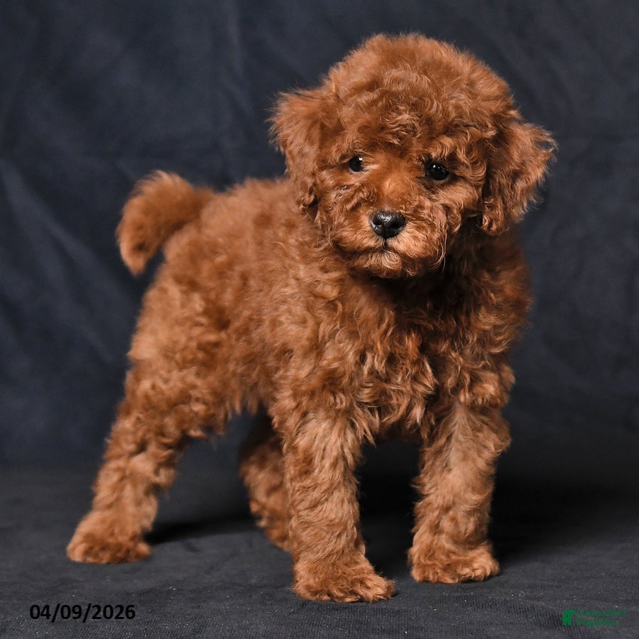 Toy Poodle dogs Wyatt - Ad 2