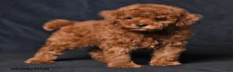 Toy Poodle dogs for sale: Wyatt - Ad 2