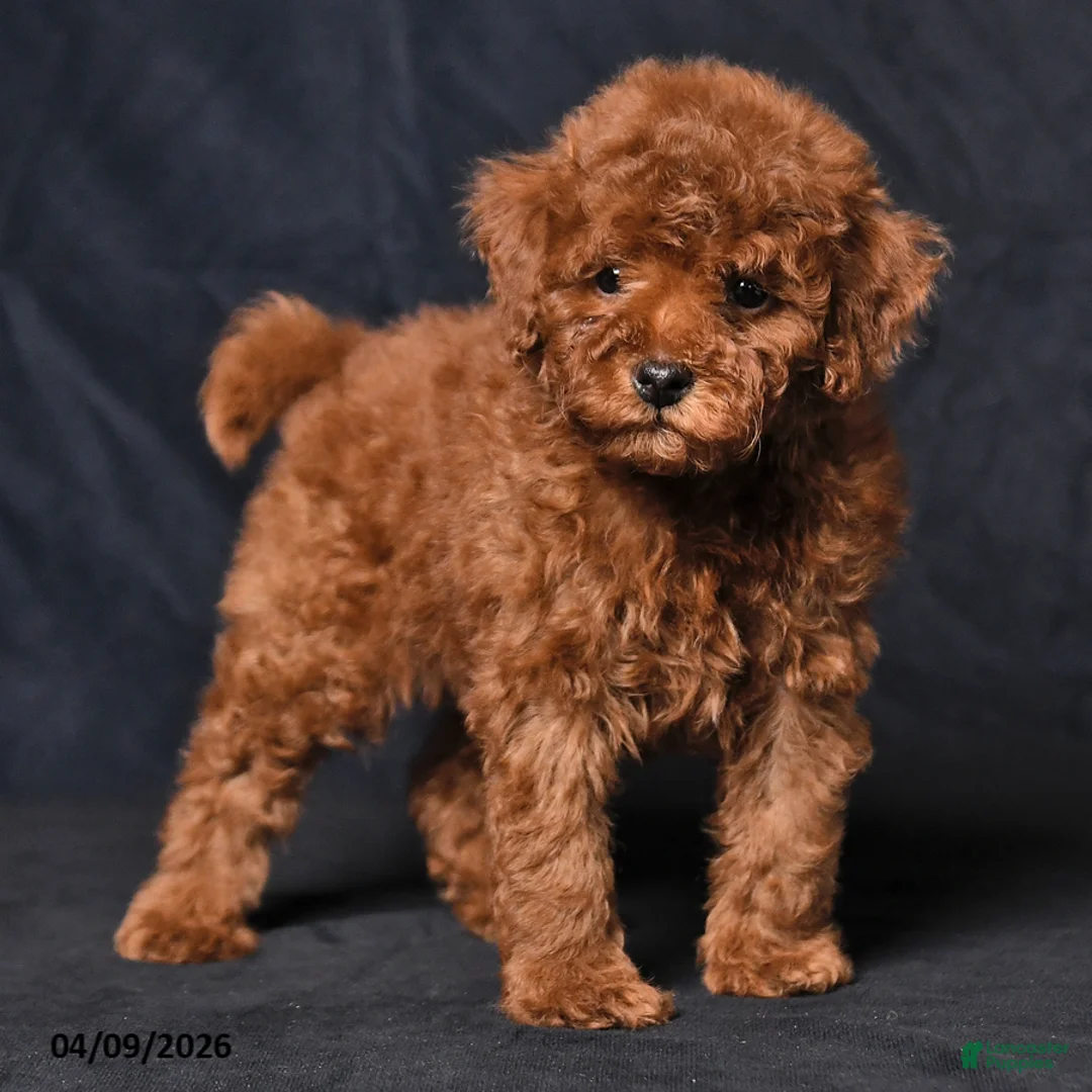 Toy Poodle dogs for sale: Wyatt - Ad 2