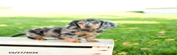 Miniature Dachshund dogs for sale: Toby - Ad 3
