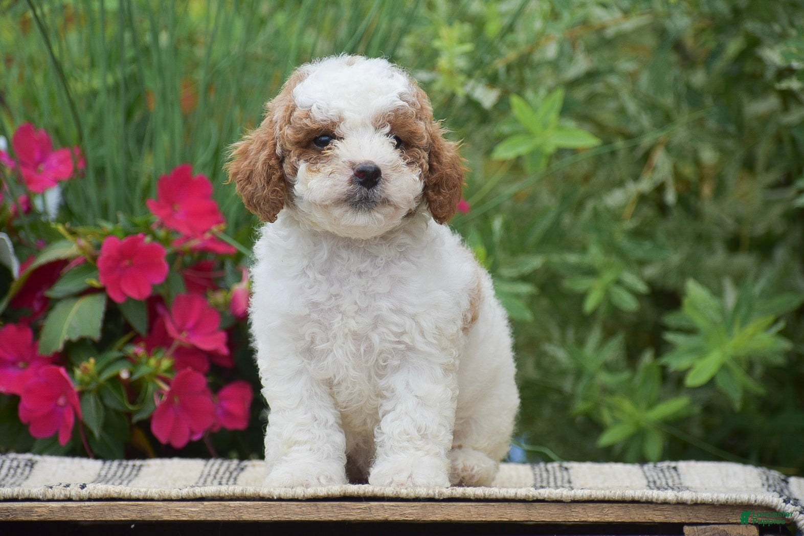 Miniature Poodle dogs Lilly - Ad 2
