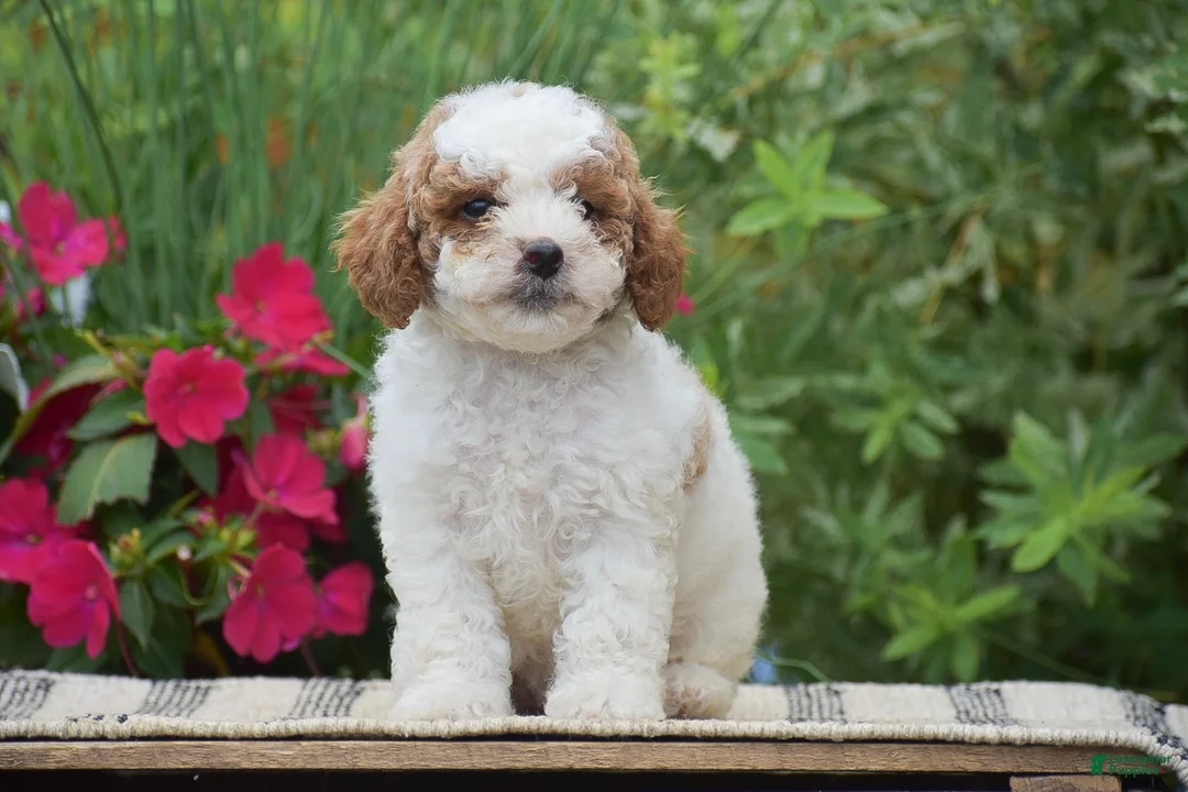 Miniature Poodle dogs for sale: Lilly - Ad 2