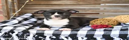 Boston Terrier dogs for sale: Zoey - Ad 3