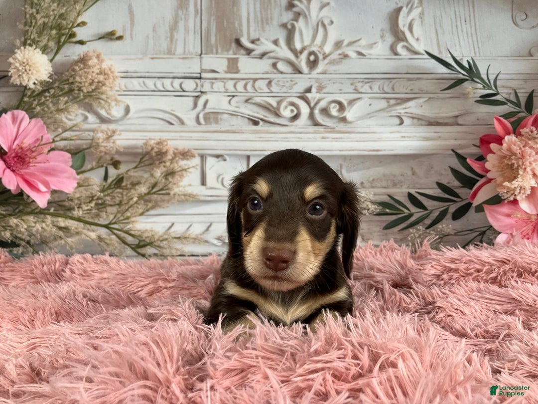 Miniature Dachshund dogs for sale: AKC-Ringo - Ad 4