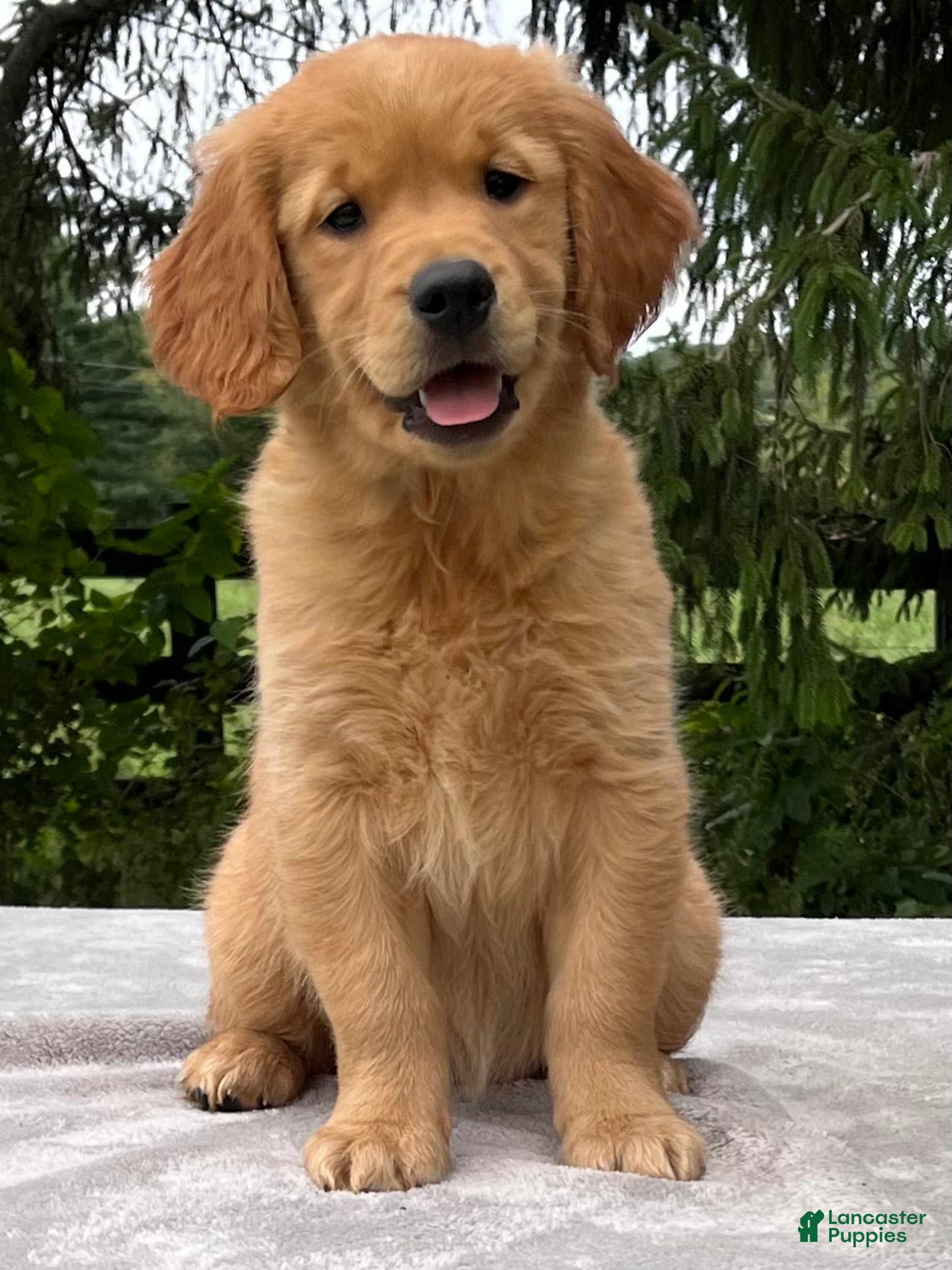 Golden Retriever dogs Ivy - Ad 1