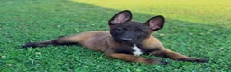 Belgian Malinois dogs for sale: AKC Belgian Malinois - Green Collar - Ad 5