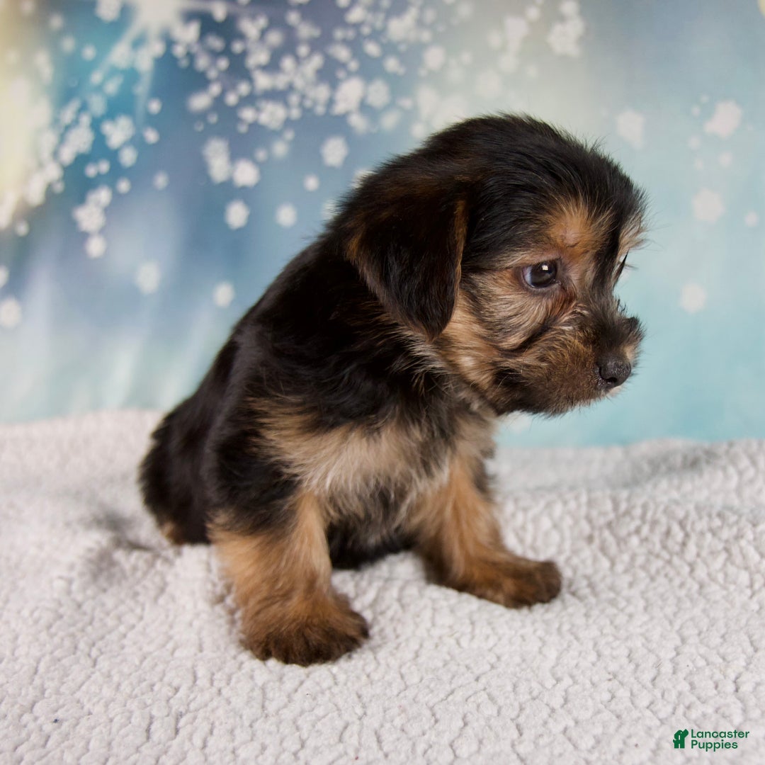 Morkie dogs for sale: Baxter - Ad 3