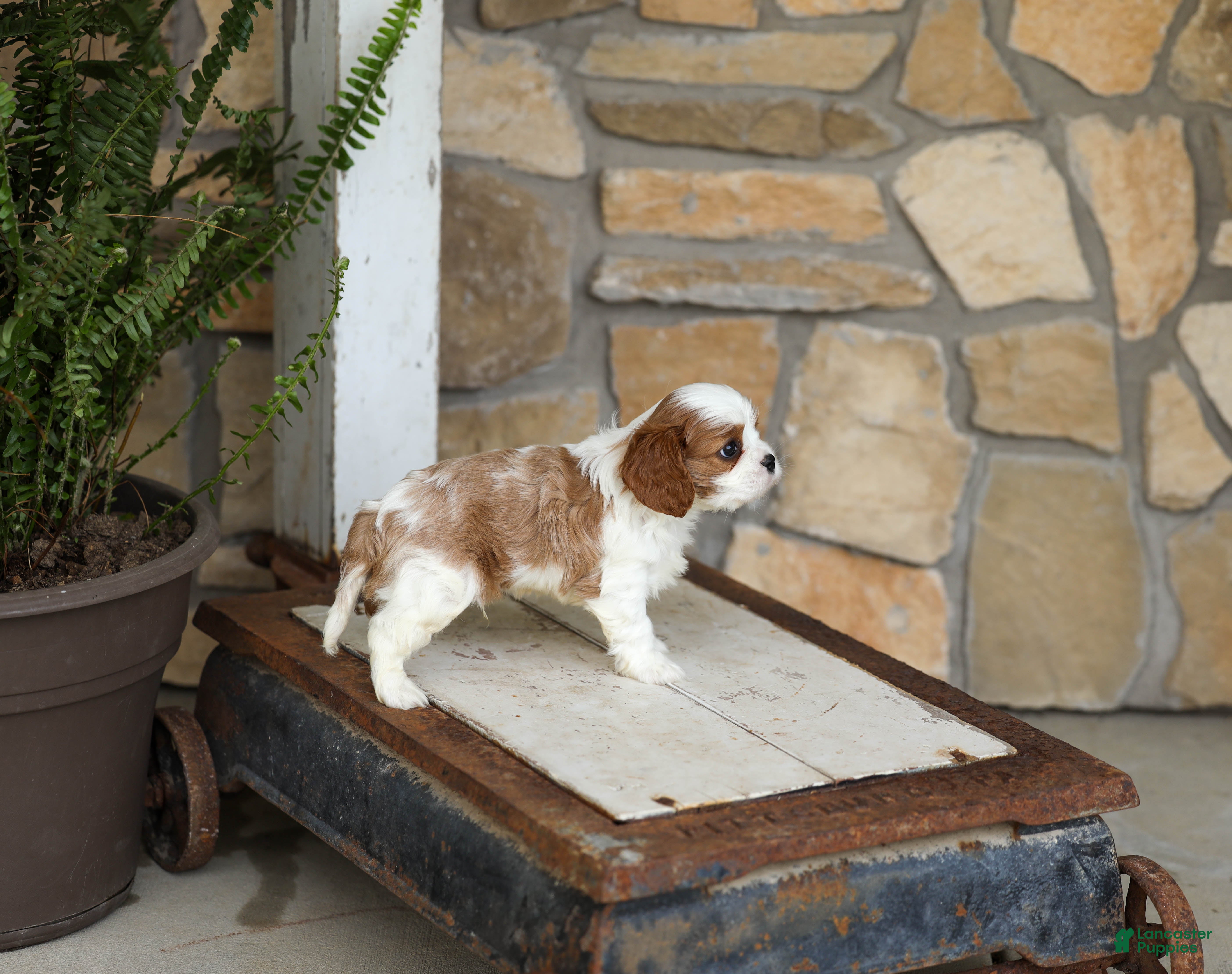 Cavalier King Charles Spaniel dogs AKC Kaden - Ad 2