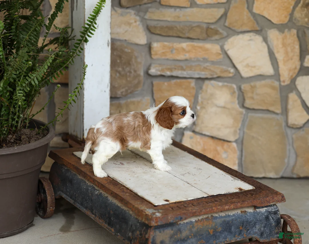 Cavalier King Charles Spaniel dogs for sale: AKC Kaden - Ad 2