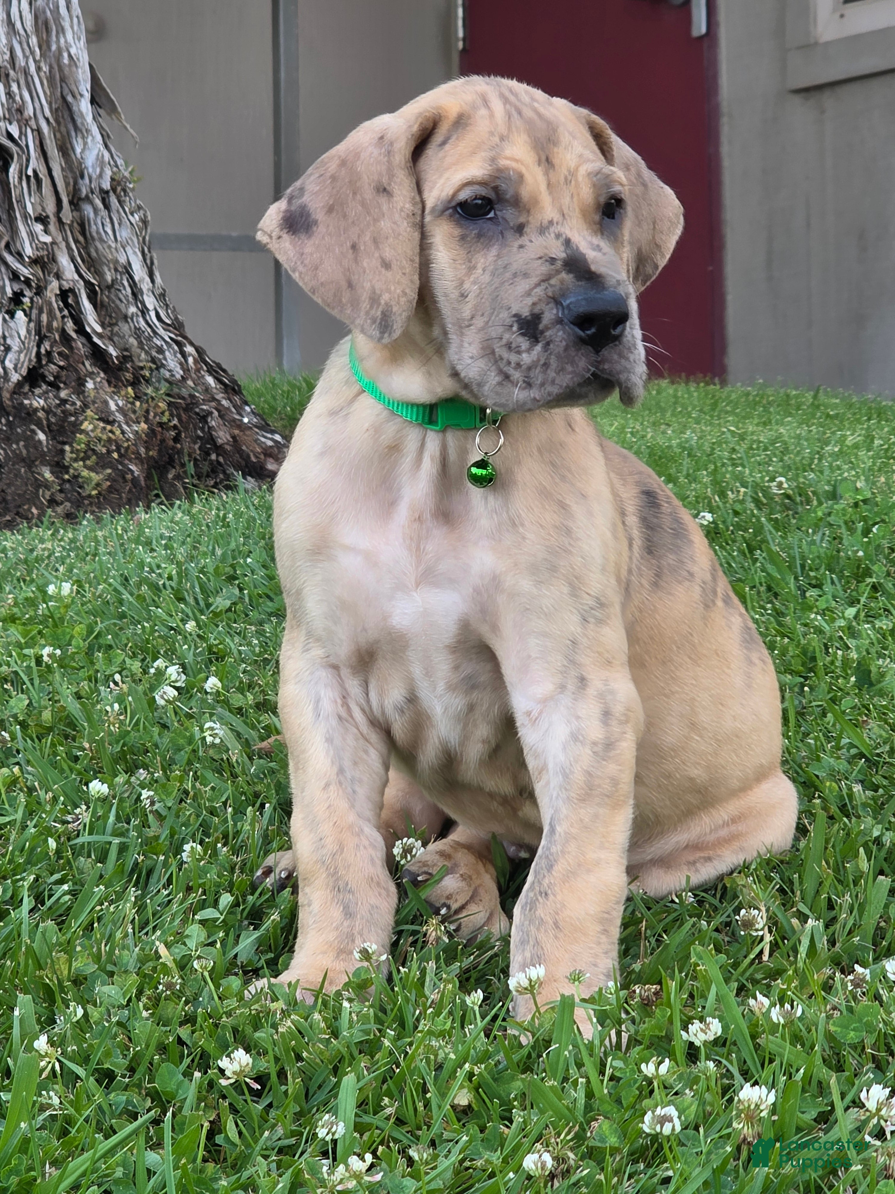 Great Dane dogs for sale: Schofield - Ad 4