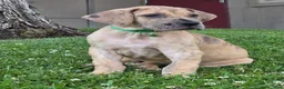Great Dane dogs for sale: Schofield - Ad 1