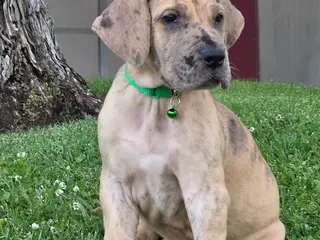 Great Dane dogs for sale: Schofield - Ad 4