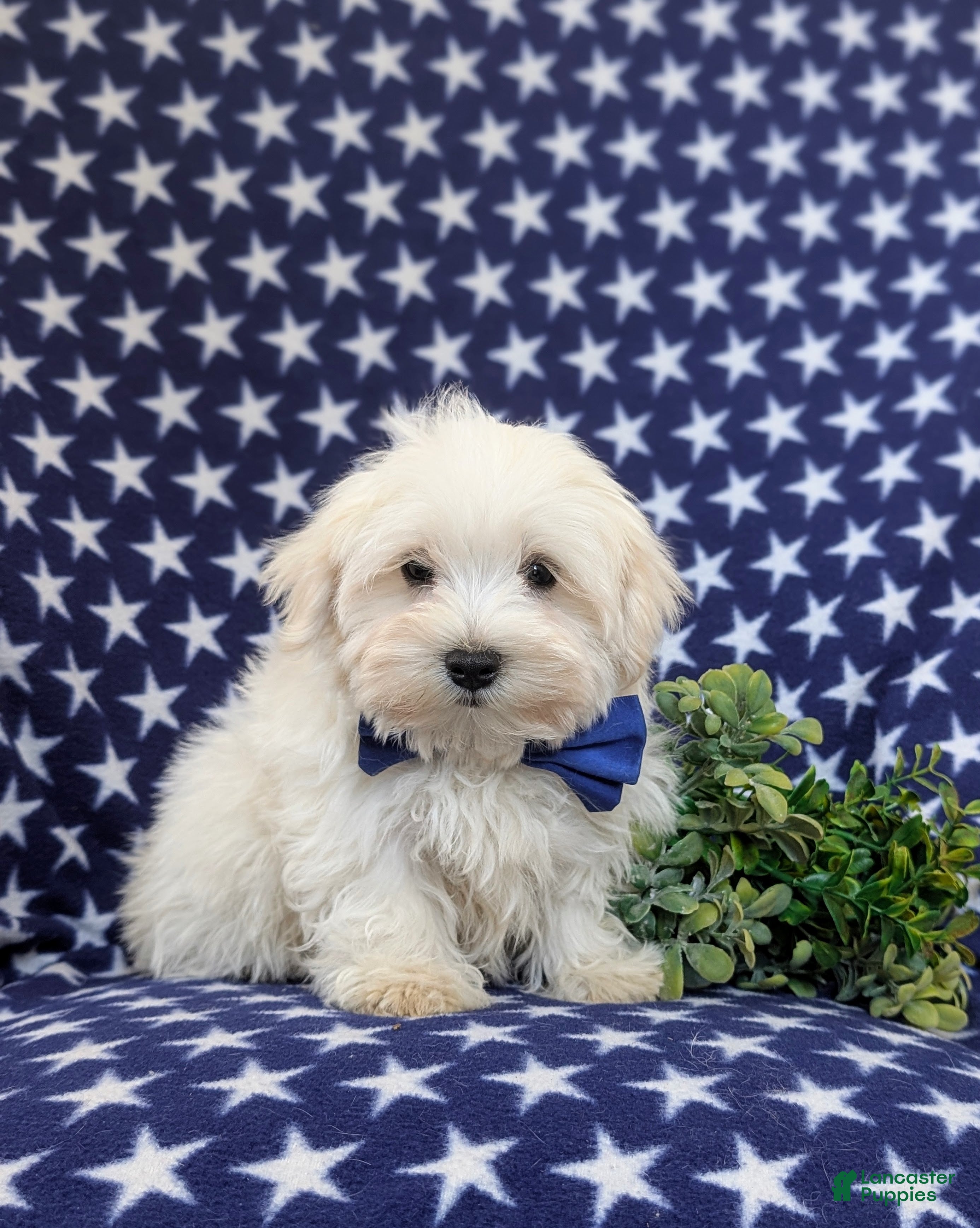 Maltese dogs Hale 7 lbs Full Grown - Ad 1