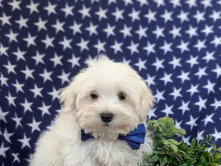 Maltese dogs for sale: Hale 7 lbs Full Grown - Ad 4