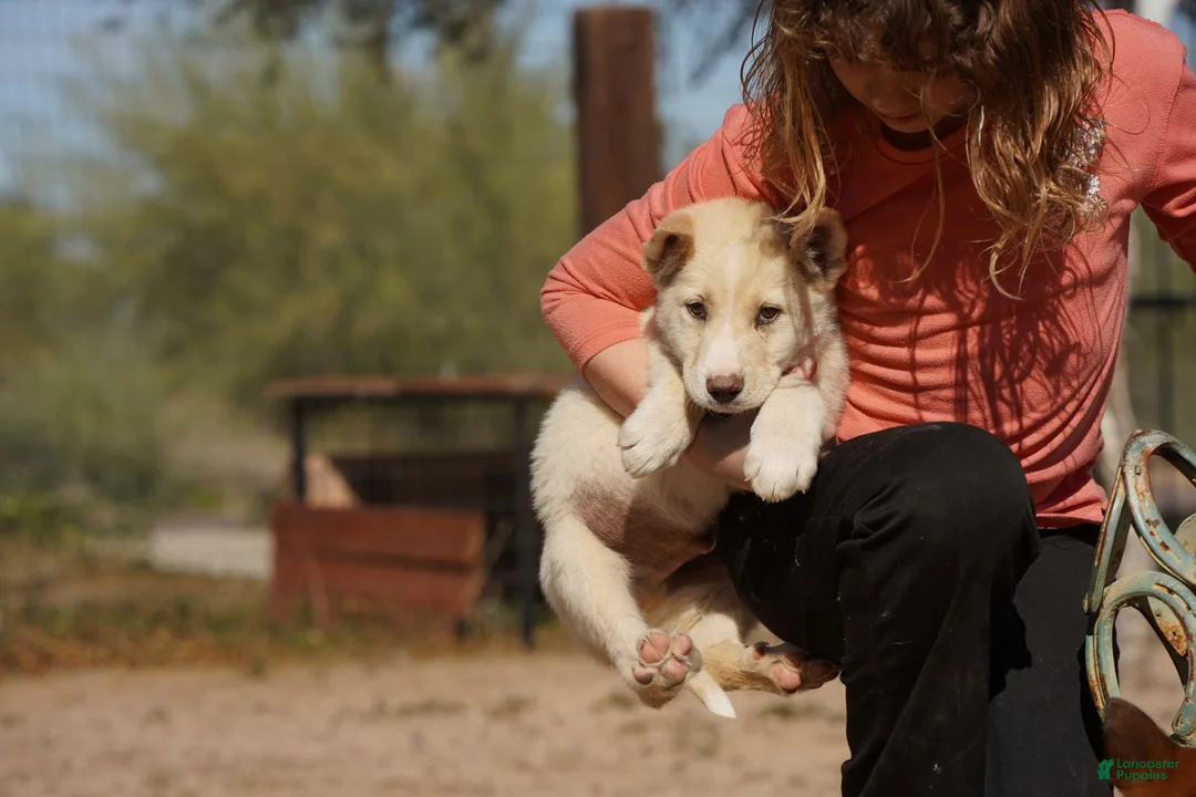 Mixed Breed dogs for sale: Toes M Cream - Ad 11