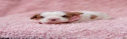 Cavalier King Charles Spaniel dogs for sale: Gracie - Ad 6