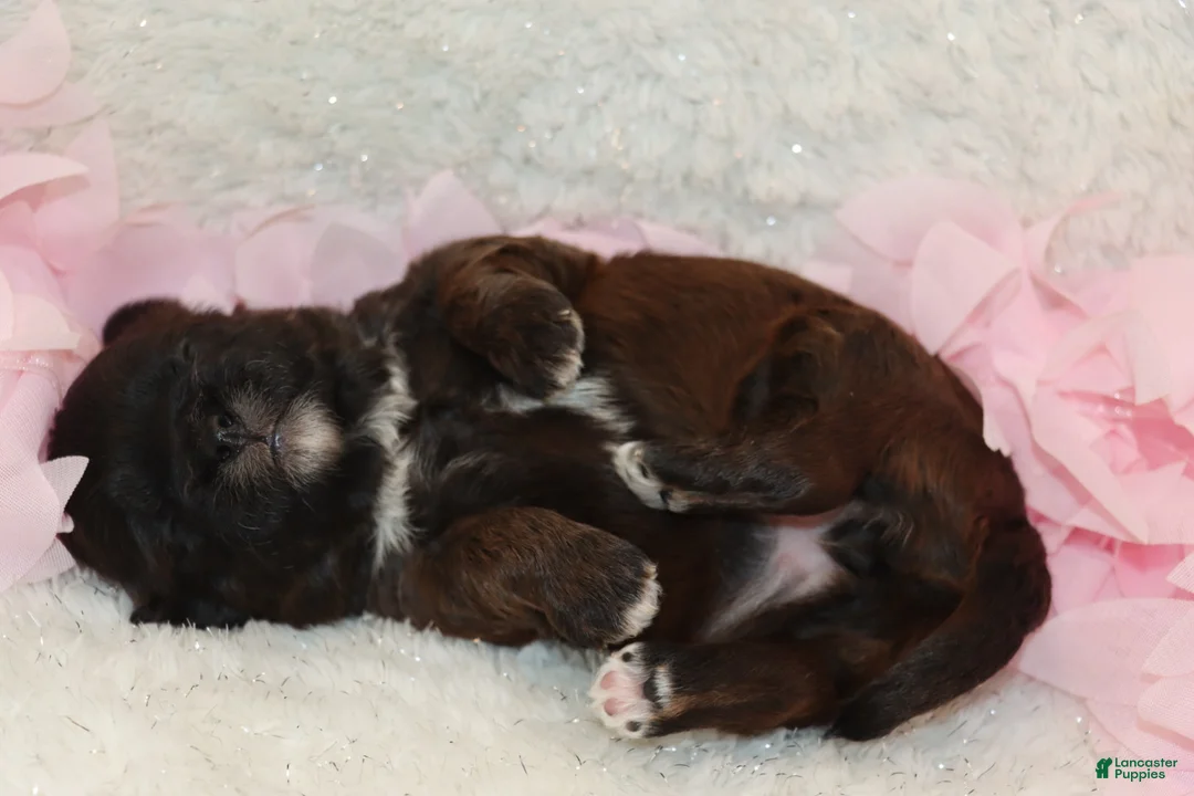 Shihpoo dogs for sale: Mary - Ad 1