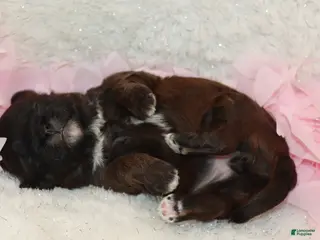 Shihpoo dogs Mary - Ad 36