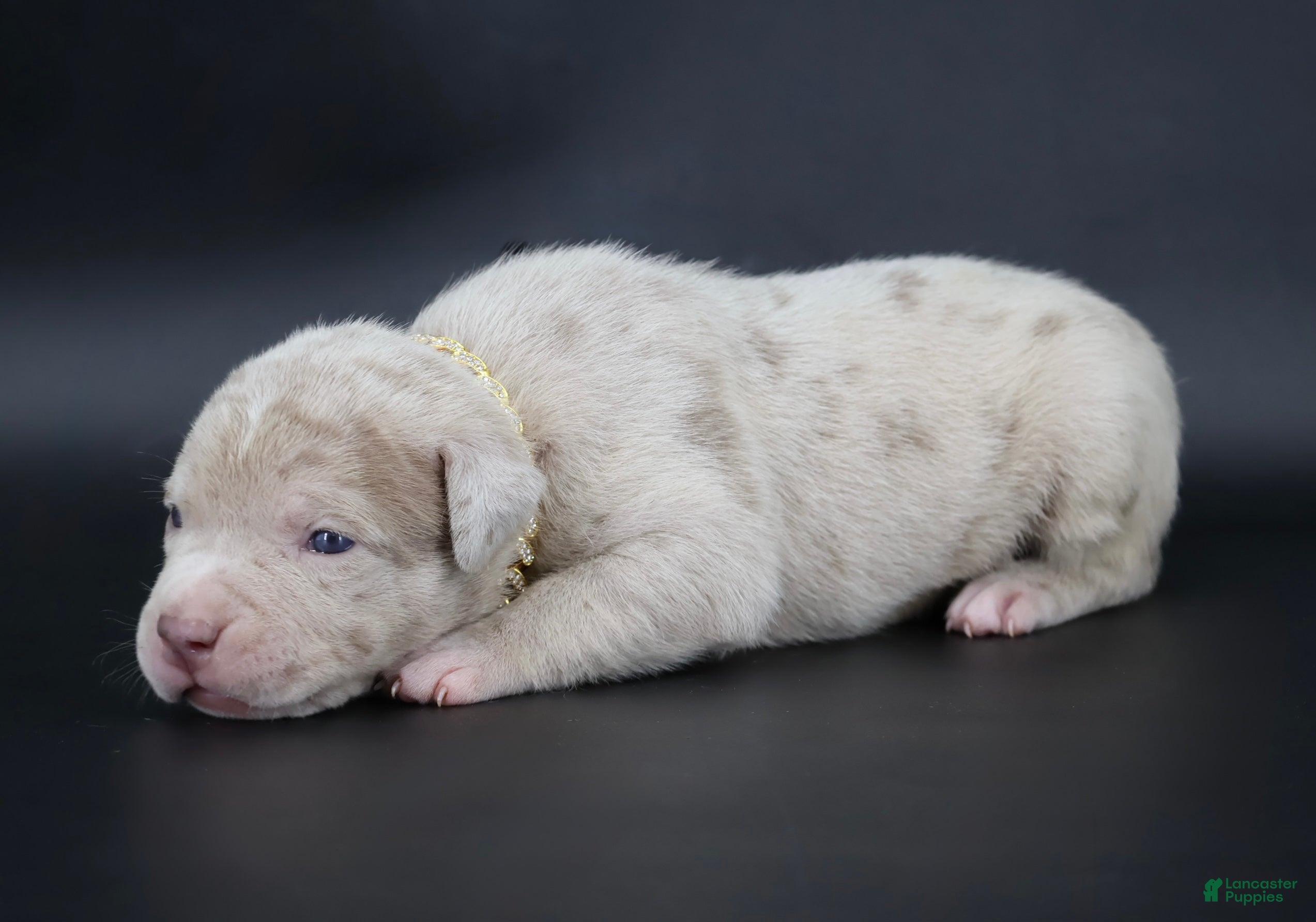 American Bully dogs Henok - XL - ABKC - Ad 1
