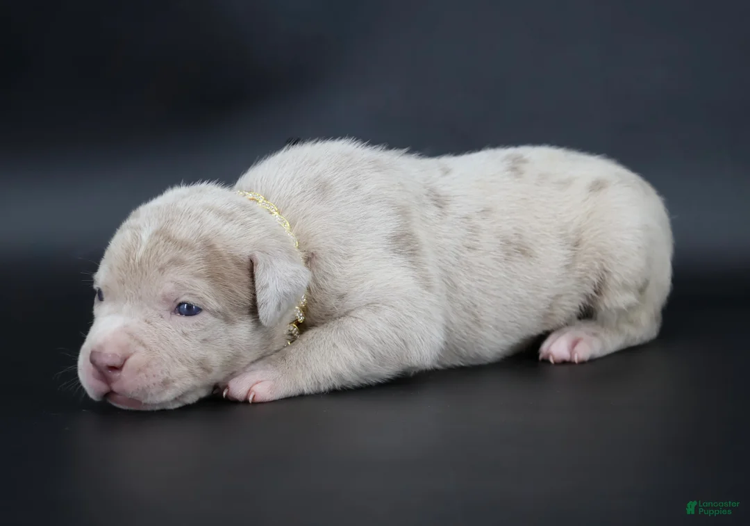 American Bully dogs for sale: Henok - XL - ABKC - Ad 1