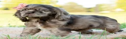 Cocker Spaniel dogs for sale: Daisy  - Ad 3