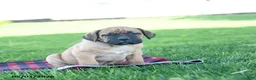 Cane Corso dogs for sale: Icon - Ad 1
