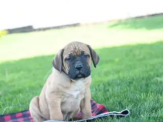 Cane Corso dogs for sale: Icon - Ad 1