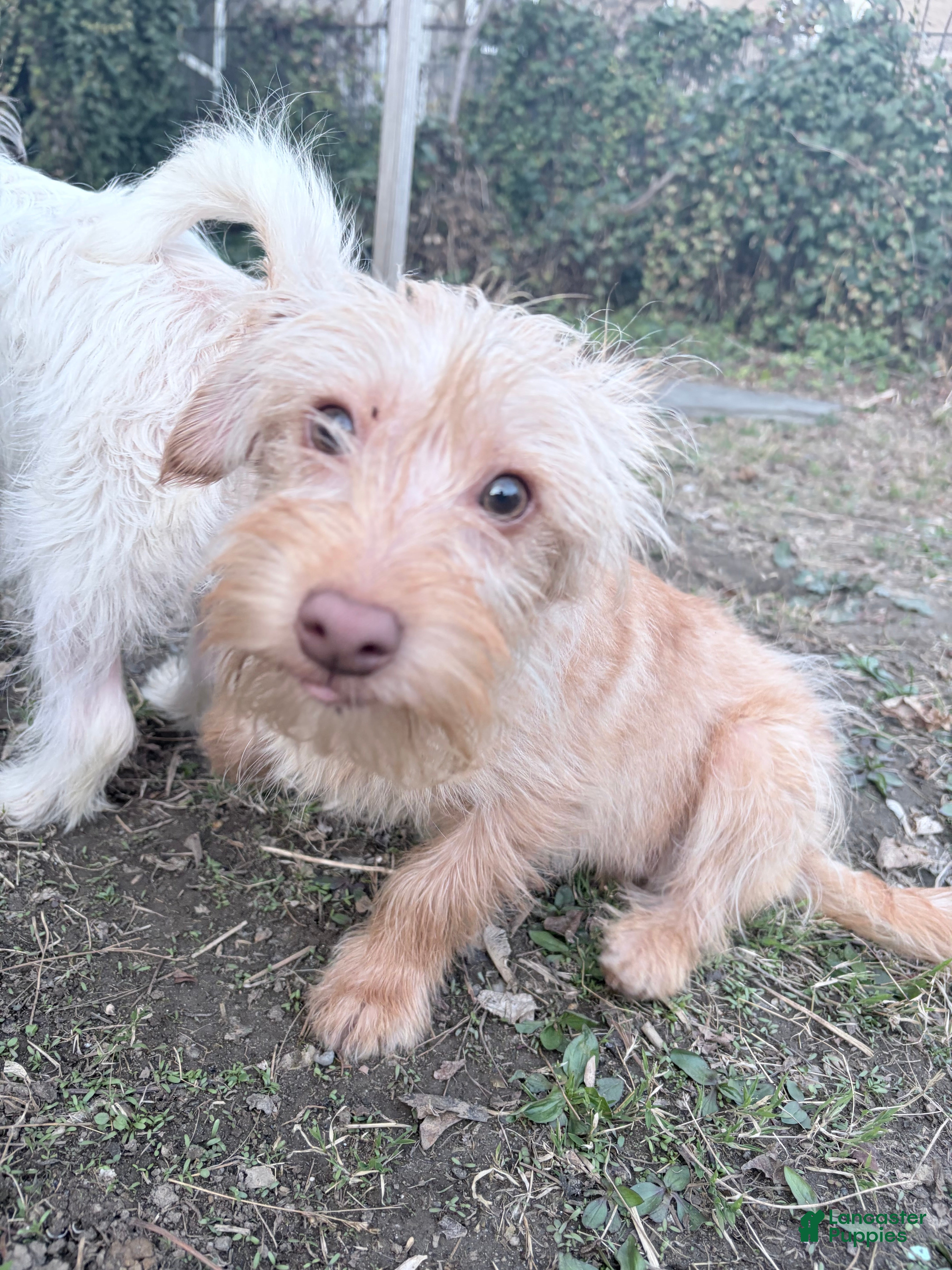 Morkie dogs Simba - Ad 42