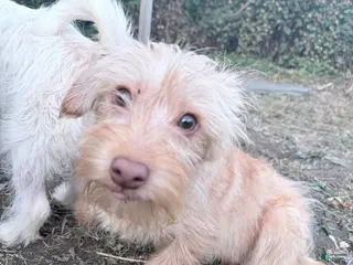 Morkie dogs Simba - Ad 42