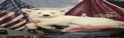 Siberian Husky dogs for sale: Red - Ad 3